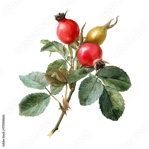 Fototapeta A watercolor painting of Dog Rose Hip, vector illustration on white background.
