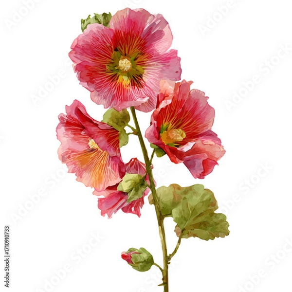 Fototapeta A watercolor painting of Hollyhock Flower, vector illustration on white background.