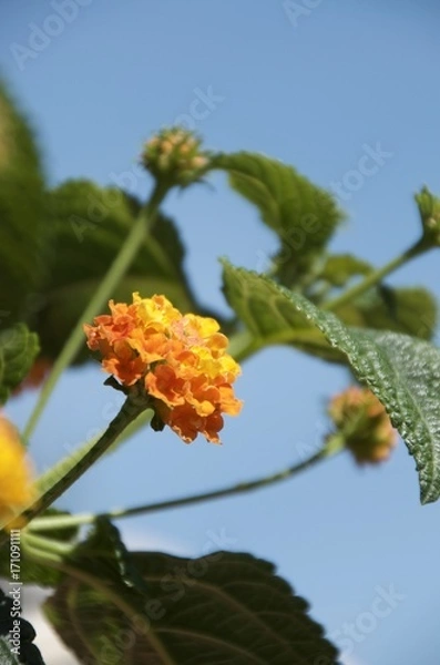 Obraz Lantana camara