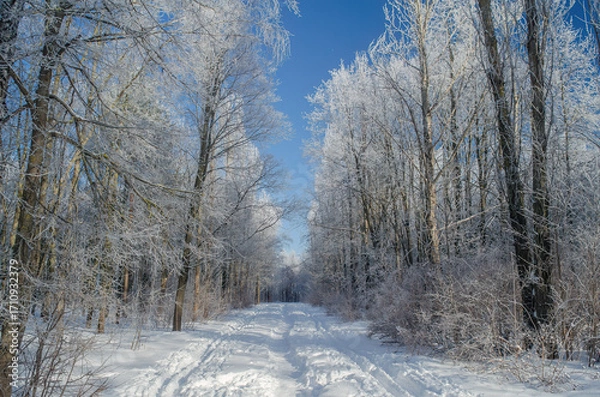 Fototapeta Serene winter pathway surrounded by frosted trees under blue sky
