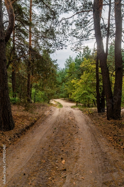 Fototapeta Serene dirt path winding through a tranquil forest