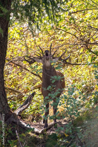 Fototapeta Front view of a big Red deer stag rutting in the depth of the forest in the Alps Mountains. (Cervus elaphus).