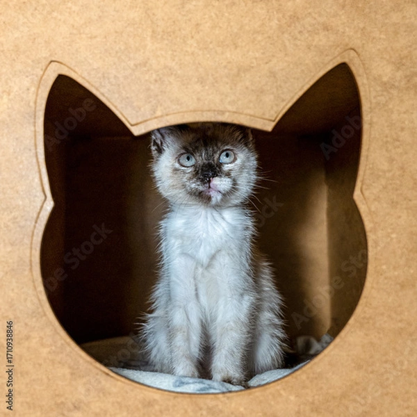 Fototapeta A charming, fluffy kitten with striking blue eyes and seal point markings looking up while sitting in a cozy, homemade cardboard cat house. 