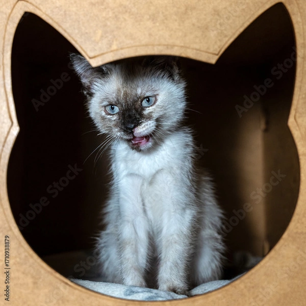 Fototapeta A charming, fluffy kitten with striking blue eyes, an open mouth and seal point markings peeks out from a cozy, homemade cardboard cat house. 