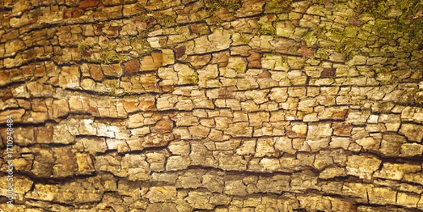 Fototapeta Light brown bark texture with moss