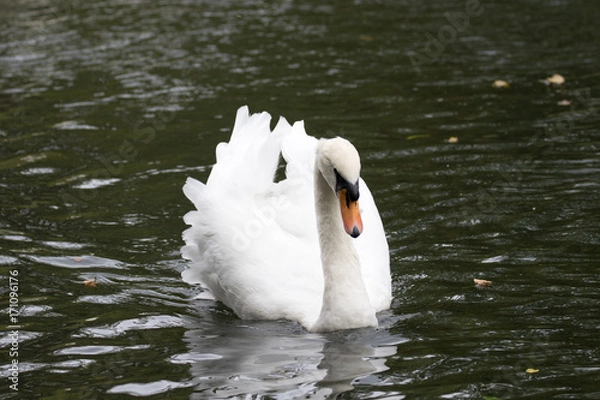 Fototapeta Swan on a river