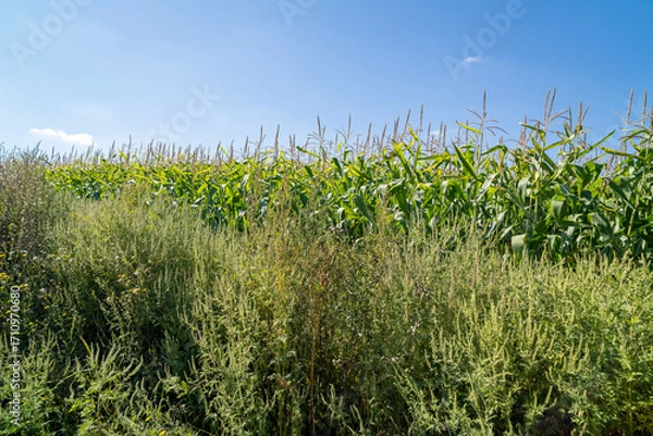 Fototapeta Green field with plants under clear sky at sunset. Agricultural landscape and farming concept. Horizon line with copy space for design, poster, banner, wallpaper