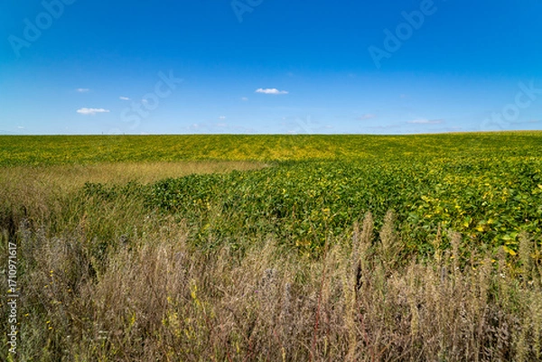 Fototapeta Green field with plants under clear sky at sunset. Agricultural landscape and farming concept. Horizon line with copy space for design, poster, banner, wallpaper