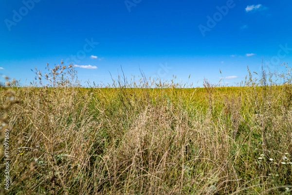 Fototapeta Green field with plants under clear sky at sunset. Agricultural landscape and farming concept. Horizon line with copy space for design, poster, banner, wallpaper
