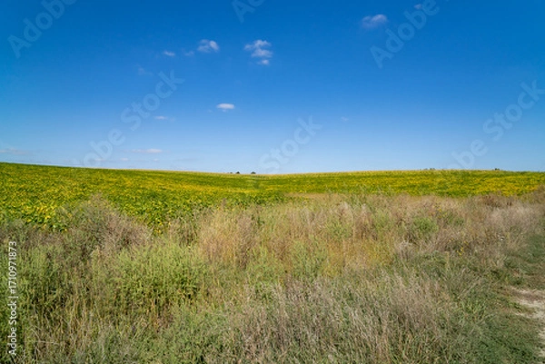 Fototapeta Green field with plants under clear sky at sunset. Agricultural landscape and farming concept. Horizon line with copy space for design, poster, banner, wallpaper