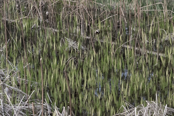 Fototapeta 菖蒲の芽
