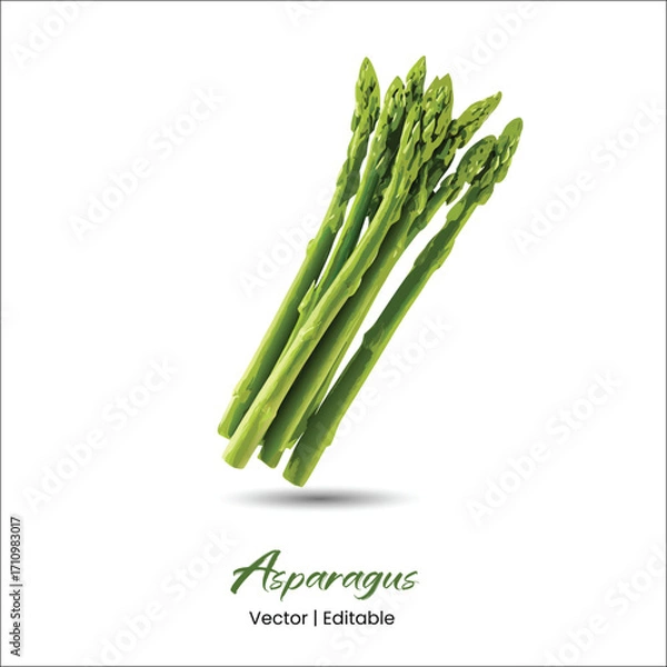 Fototapeta Asparagus Vector Asparagus realistic vector art