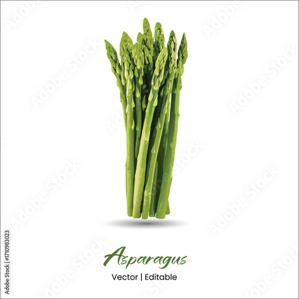 Fototapeta Asparagus Vector Asparagus realistic vector art