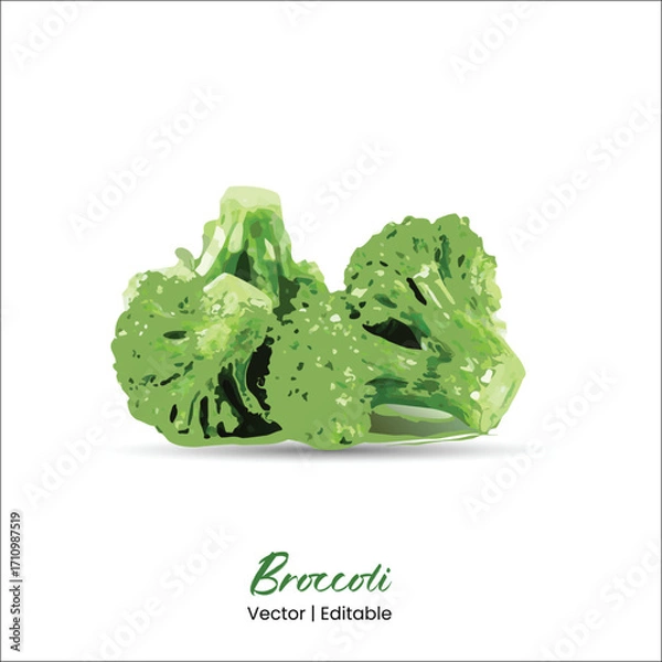Fototapeta Broccoli vector Broccoli realistic vector art