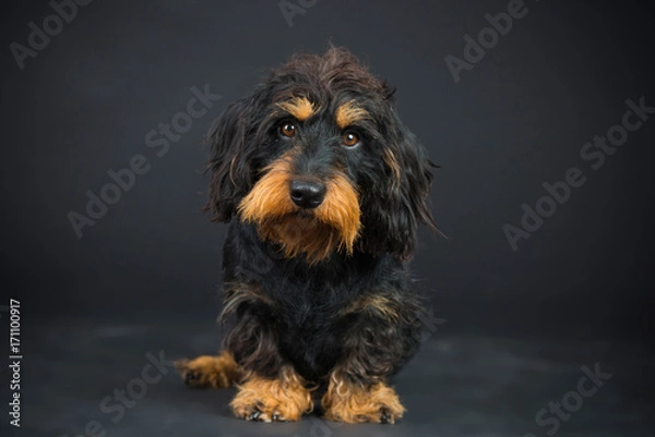 Obraz Dackelportrait-im-Studio