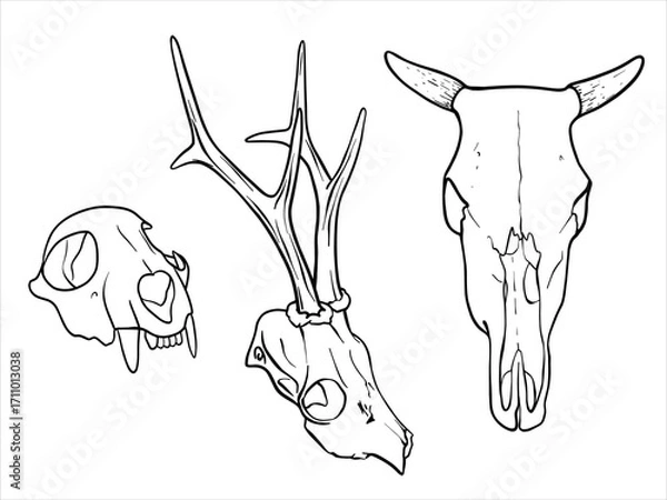 Obraz Set of skulls animals. Hand drawn black and white vector illustration of a Cow Skull, Deer skull and Animal skull with fangs. Bones painted by black inks. Simple vector art design, EPS10