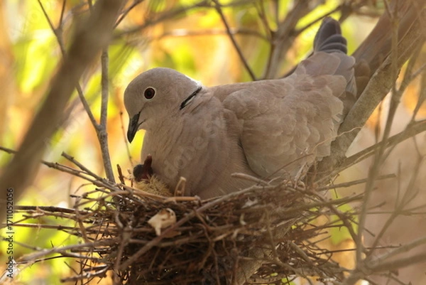 Fototapeta Collared dove.