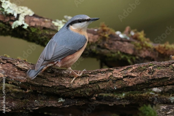 Fototapeta Nuthatch.