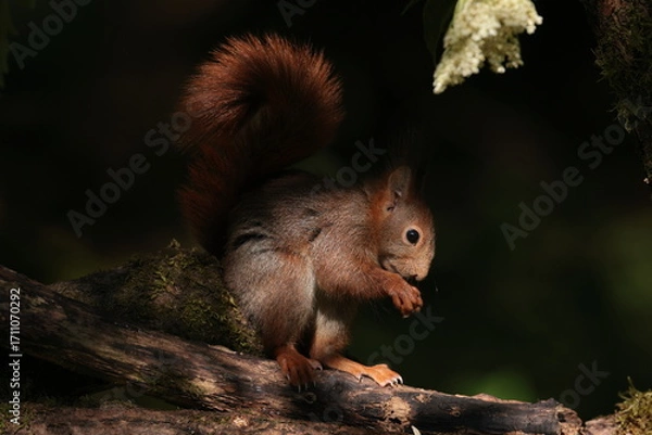 Fototapeta squirrel on a tree branch