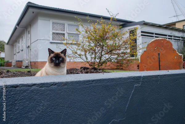 Obraz Tonkinese cat with vivid blue eyes, sitting being a blue wall fence, watching people walk by
