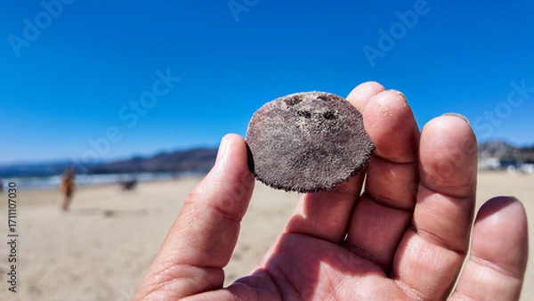 Fototapeta Looking at the Pismo Beach Dunes and a hand holding at Sand Dollar found on the Beach