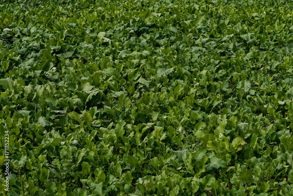 Fototapeta Lush green deer food plot. 