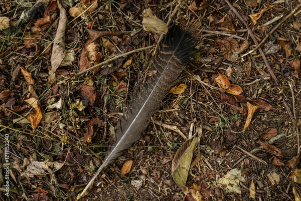 Fototapeta Turkey feather laying on the ground. Fall image, dried leaves, twigs, and the feather.