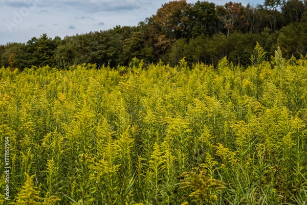 Fototapeta Field of golden rod on the edge of the woods.