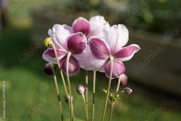 Fototapeta Back side of a bunch of Japenese Anemone flowers. Dark pink and light pink flowers.