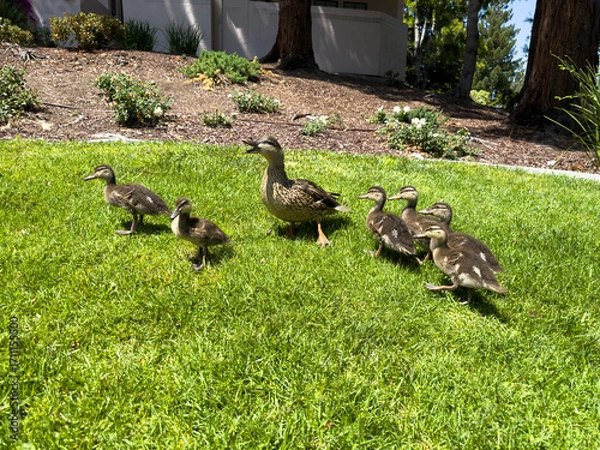 Fototapeta Mallard hen walking with six ducklings on green grass in landscaped yard under bright sunlight