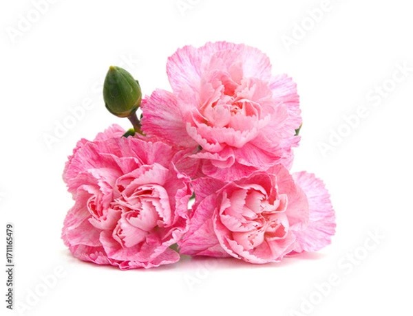Obraz Stack Red Pink Carnations on white background