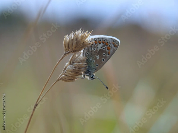 Fototapeta Isolated close-up of the ventral view of a female European blue butterfly (polyommatus Icarus) perched on grain stalk in a field in Bonn, Germany, September.
