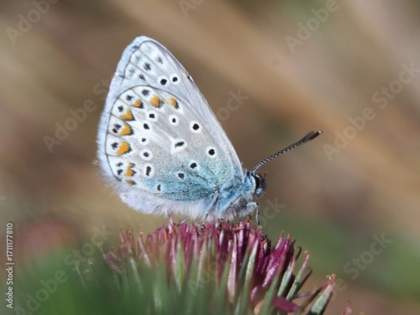 Fototapeta Isolated close-up of the ventral view of a male European blue butterfly (polyommatus Icarus) perched on a greater burdock (arcticum lappa) in a field in Bonn, Germany, September.