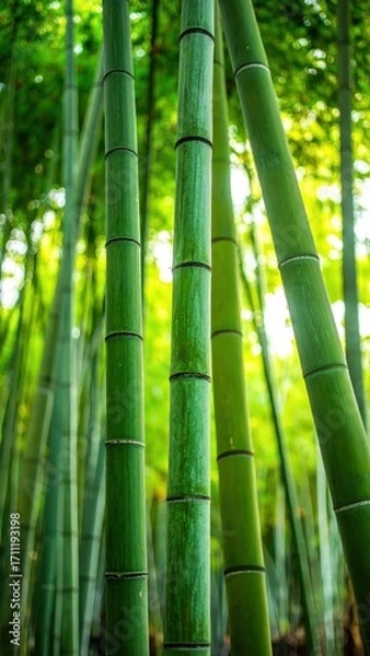Fototapeta Lush Green Bamboo Forest with Sunlight Filtering Through Leaves