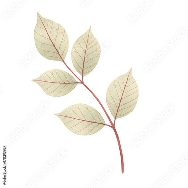 Obraz Delicate autumn leaf branch with veins isolated on transparent background