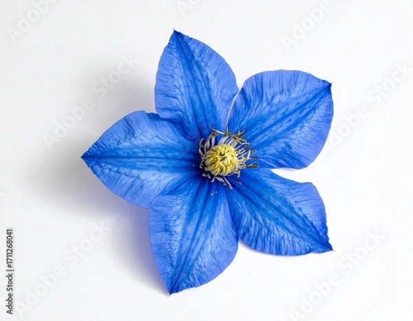 Obraz Blue flower in white background