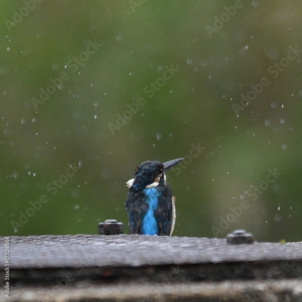 Fototapeta 雨とカワセミ