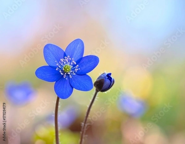 Obraz Blue beautiful flower on a beautiful blurred background