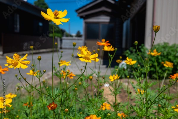 Fototapeta 家庭菜園のキバナコスモス