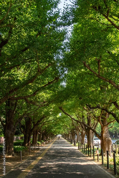 Obraz 外苑前銀杏並木