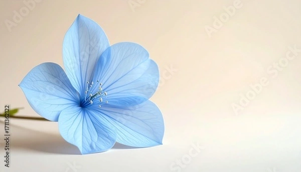 Fototapeta 下端に配置されたツイーディアの花と清潔感のあるシンプルデザイン