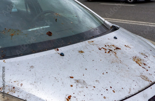 Fototapeta Car covered with bird droppings and leaves, visible stains on hood and front windshield of vehicle.