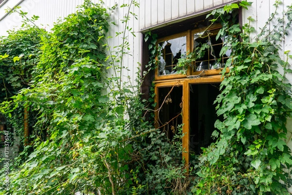 Fototapeta Overgrown window of abandoned building with broken glass panes, surrounded by dense climbing plants and wild vegetation outside.