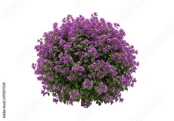 Fototapeta Purple flowering bush isolated on transparent background