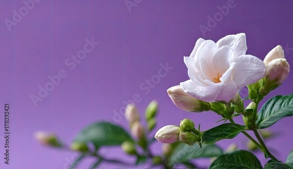 Obraz Single white blossom with buds on purple