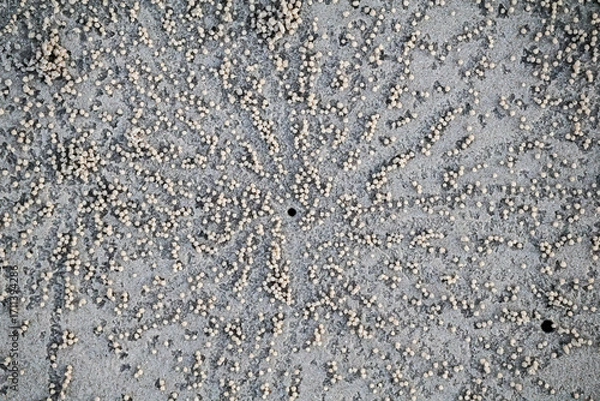 Fototapeta Natural sandy beach pattern formed by hardworking small crabs