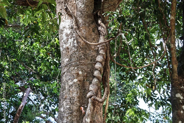 Fototapeta Closeup of aged spiral liana wrapping around rainforest tree