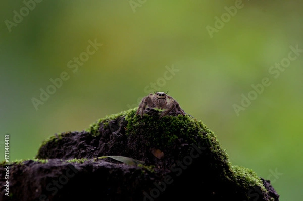 Obraz Hyllus on the ground