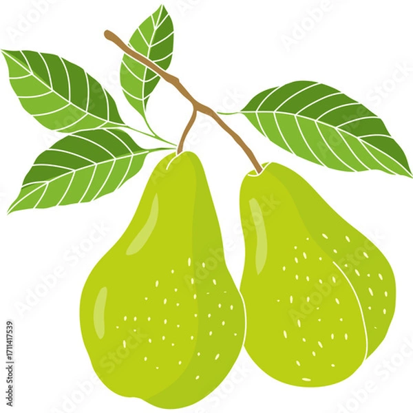 Fototapeta Vector illustration of ripe green pear fruit with leaves, flat style design, ideal for patterns, healthy food projects, and vegetarian themes.