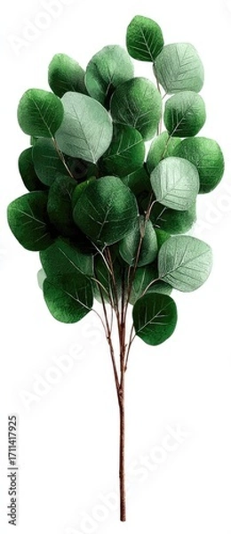 Fototapeta A bunch of green and light green eucalyptus leaves arranged on a light brown stem